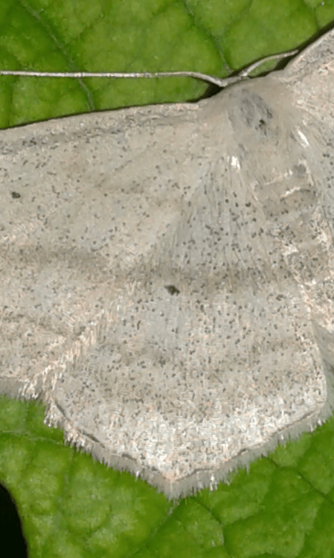 Scopula nigropunctata (Geometridae)?